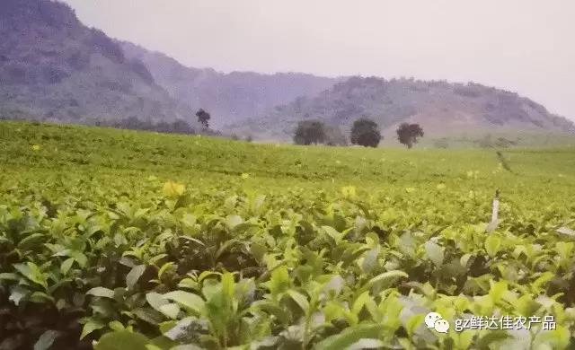 英德农业生产91香蕉视频网站下载污